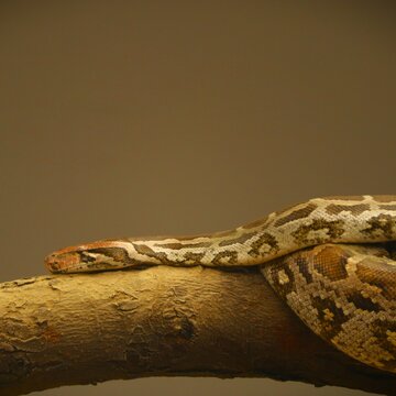 Indian Python on a branch