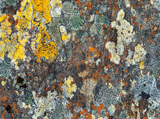 Colorful lichen on a rock