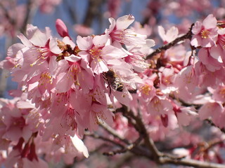 開花したピンク色の桜と蜜を吸うミツバチ