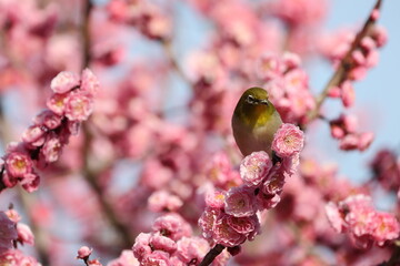 開花したピンク色の梅の花の蜜を吸うメジロ