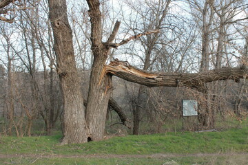 A large tree branch was broken off.