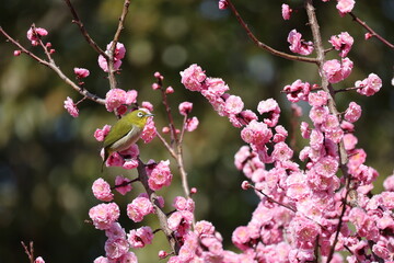 開花したピンク色の梅の花の蜜を吸うメジロ