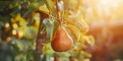 A fresh pear hanging from a tree in a sunny garden. Concept Outdoor Photoshoot, Fruits, Farming,...