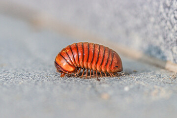 Pill Millipede on a stone floor, Koh Samui, Thailand - Glomeris marginata