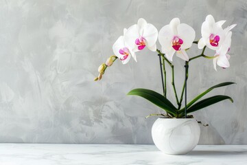 Stunning orchid in pot on marble table with light backdrop Room for text