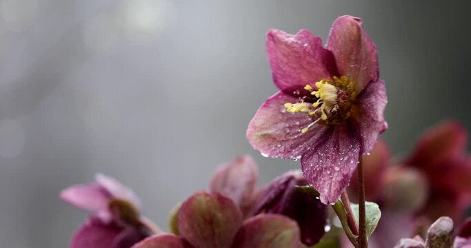 r&oacute;żowy ciemiernik w kroplach deszczu, pink hellebore in raindrops