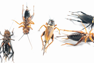 Study of the structure and characteristics of Gryllus bimaculatus in Laboratory.