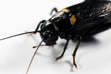 Study of the structure and characteristics of Gryllus bimaculatus in Laboratory.