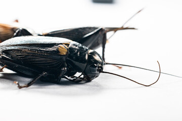 Study of the structure and characteristics of Gryllus bimaculatus in Laboratory.