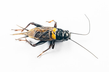 Study of the structure and characteristics of Gryllus bimaculatus in Laboratory.