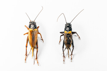 Study of the structure and characteristics of Gryllus bimaculatus in Laboratory.