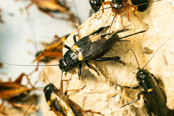 Study of the structure and characteristics of Gryllus bimaculatus in Laboratory.