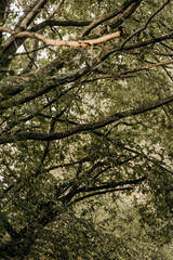 Grüne Äste im Sommer mit viel Blättern