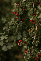 Beeren hängen an einem grünen Strauch