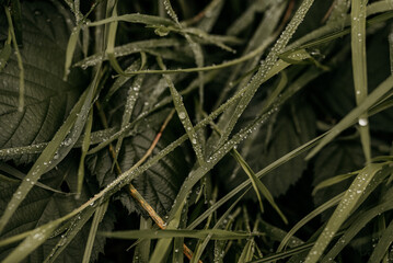 Grashalme mit perlenden Wassertropfen