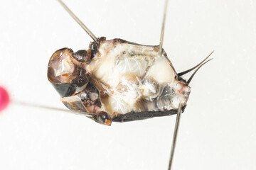 Study of the structure and characteristics of Gryllus bimaculatus in Laboratory.