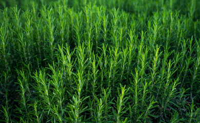 Rosemary herb, rosemary growing background  - 757003056