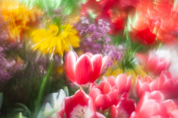 blooming red tulip in soft light on a blurred bokeh background, leaves and other flowers