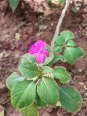 Impatiens walleriana, also known as busy Lizzie, balsam, sultana, or simply impatiens, is a species...