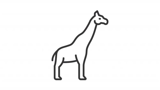 Animated giraffe icon. Zoo african animal line animation. Rocking head, tall neck. Wildlife nature. Black illustration on white background. HD video with alpha channel. Motion graphic