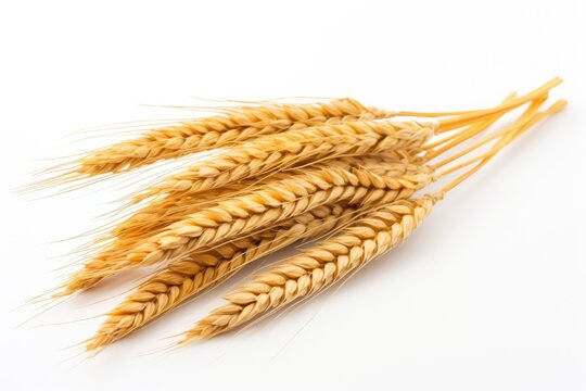 Golden wheat ear after harvest, isolated.
