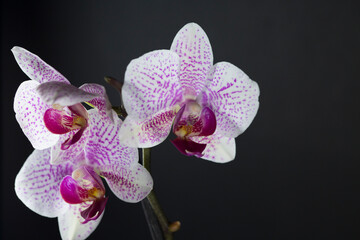 Beautiful flower of phalaenopsis orchids isolated on a black background. Domestic plant Close up ...