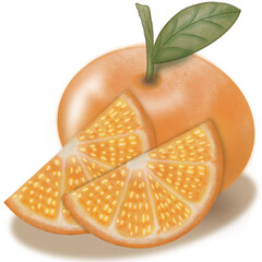 Orange collection isolated,Tropical fruits,hand drawn watercolor paint.