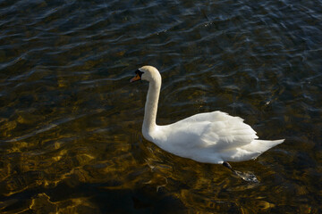 Mute swan Cygnus Olor in shallow water close view