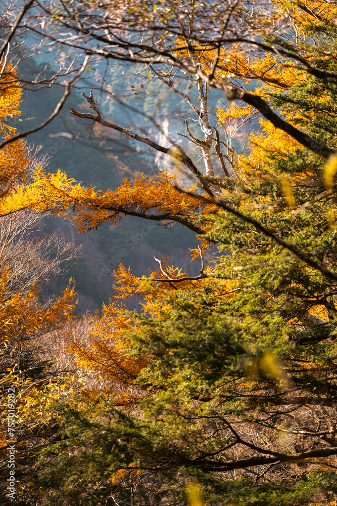 Wall mural a forest with trees in various stages of autumn. the trees are mostly orange, but some are still gre