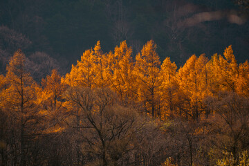 A forest with trees in various stages of autumn. The trees are mostly orange, but some are still green. Scene is peaceful and serene, as the trees are in a natural setting