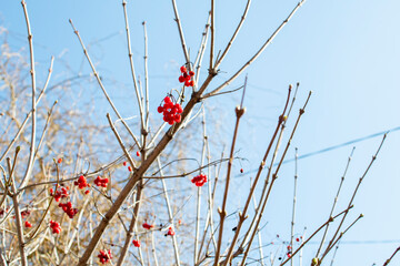Viburnum branches with berries on sky background © PumpedVisuals