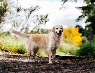 Golden Retriever walking on a forest path