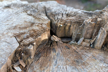 Stump texture. Wooden background. Wooden texture