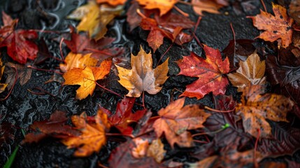 Golden autumn leaves blanket forest floor, painting nature's canvas with hues of red, orange, and yellow