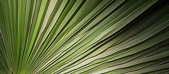 Badkamer foto achterwand A closeup view of a palm tree leaf with the sun shining through, revealing intricate patterns created by the plant stem and veins of the leaf © TheWaterMeloonProjec