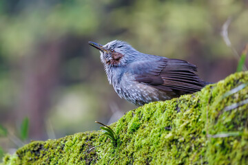 苔を食べる可愛いヒヨドリ（ヒヨドリ科）。

日本国神奈川県、東高根森林公園にて。
2024年3月9日撮影。

Lovely Brown-eared Bulbul (family Chickadees) eat moss.

At Higashitakane Forest Park, Kanagawa, Japan.
photo by March 9, 2024.
