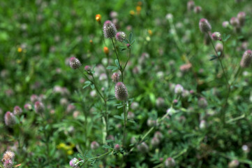 In the meadow among the grass grows trifolium arvense.