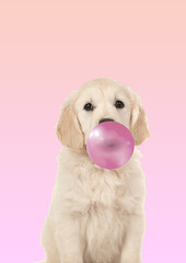 golden retriever puppy with pink balloon and blurred background