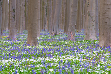 flowering of Hyacinths and Bluebell in Belgium. - 757031426