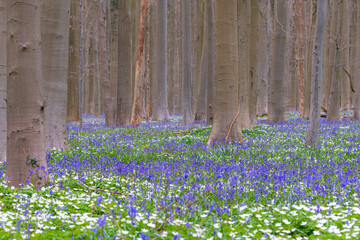 flowering of Hyacinths and Bluebell in Belgium. - 757031487