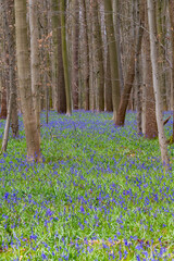 flowering of Hyacinths and Bluebell in Belgium. - 757032042