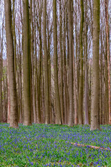 flowering of Hyacinths and Bluebell in Belgium. - 757032235