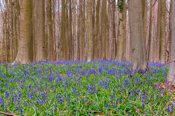 flowering of Hyacinths and Bluebell in Belgium. - 757032246