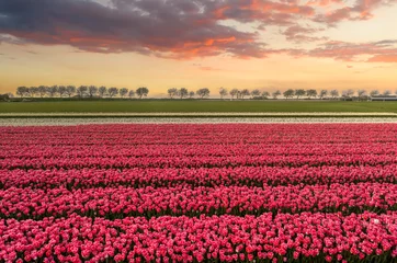 Rolgordijnen A field of pink tulips in Holland at sunset. © Alex de Haas