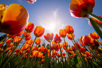 Tulips blooming in Holland, Netherlands. - 757033457