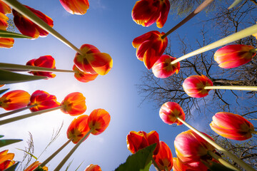Tulips blooming in Holland, Netherlands. - 757033460