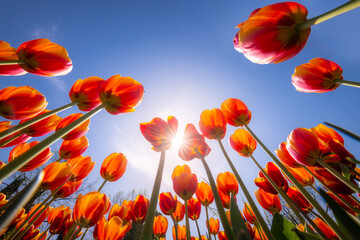 Tulips blooming in Holland, Netherlands. - 757033461