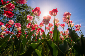 Tulips blooming in Holland, Netherlands. - 757033467