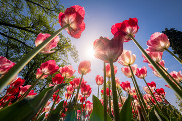 Tulips blooming in Holland, Netherlands. - 757033469