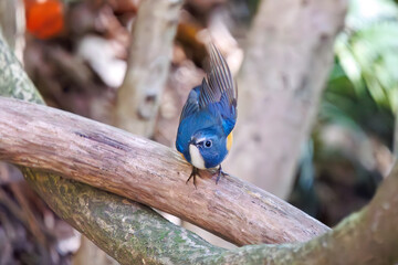 羽ばたいて飛び出す幸せの青い鳥、可愛いルリビタキ（ヒタキ科）。

日本国千葉県市川市、大町公園自然観察園にて。
2024年3月9日撮影。

A happy blue bird, the lovely Red-flanked Bluetail (Tarsiger cyanurus, family comprising flycatchers)  in flap wings and fly away.